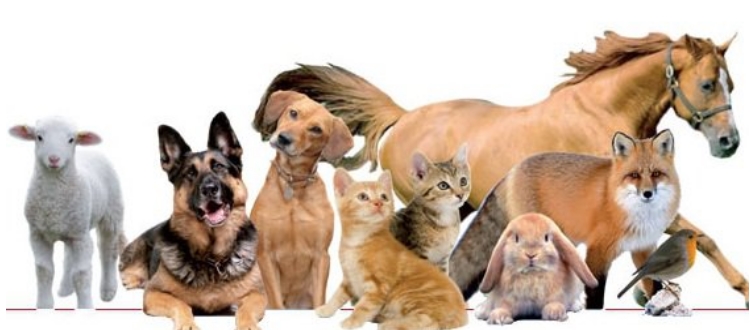 PERCORSI DI FORMAZIONE SUL BENESSERE ANIMALE